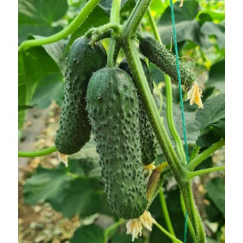 Seminte castraveti Absolute/Bard F1 - 100 seminte