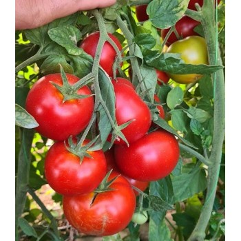 Seminte tomate Bueno F1 - 100 seminte