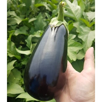 Seminte vinete Canna F1 - 1000 seminte