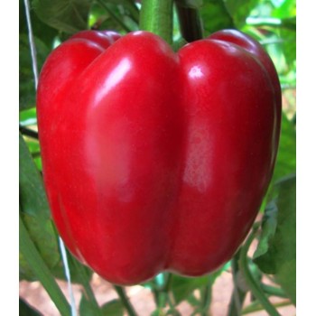 Seminte ardei Frey F1 - 100 seminte