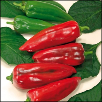 Seminte ardei Kapiya - 1.5 grame