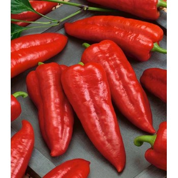 Seminte ardei Marconi - 10 grame