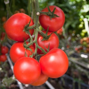 Seminte tomate Moldoveanu F1 - 500 seminte