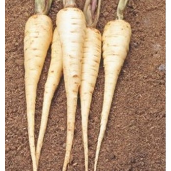 Seminte pastarnac Guernsey - 25 grame