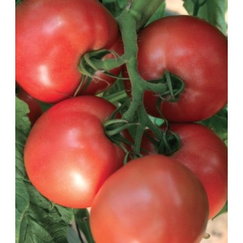 Seminte tomate Pink Heart F1 - 100 seminte