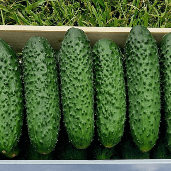 Seminte castraveti Prut F1 - 500 seminte