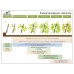Biostimulator de inradacinare Raiza Mix - 1 Litru