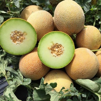 Seminte pepene galben Silvania F1 - 50 seminte