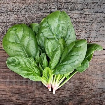 Seminte spanac Matador Holland Farming - 1 kg