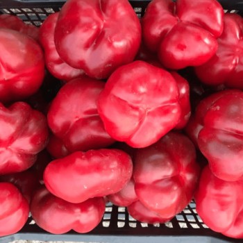 Seminte ardei Traian F1 - 100 seminte