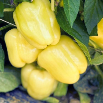 Seminte ardei Turda F1 - 100 seminte